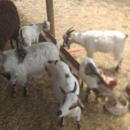 Agrifarm La Corte Apartment Villa Bensi Εξωτερικό φωτογραφία